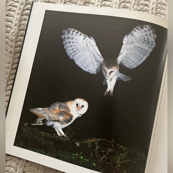 🦉”A Family of Owls” Vintage Children’s Picture Book with Color Photographs🦉 - Picture 10 of 15